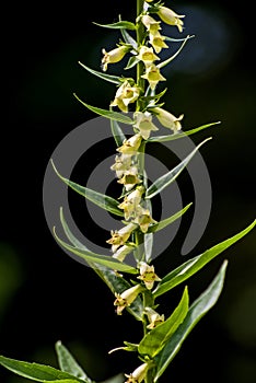 Yellow foxglove, Digitalis lutea