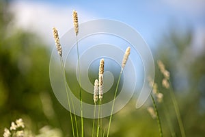 Yellow foxtail grass or Setaria glauca spikes on blue sky, green field and trees blurred background close up, wild weed ear grass