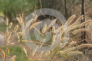 Yellow foxtail grass, Setaria pumila or Chaetochloa lutescens