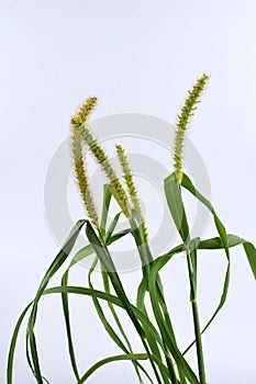 Yellow foxtail (Setaria glauca) annual or perennial weed