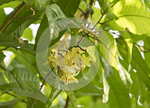 Yellow fragance flowers : Vatica diospyroides