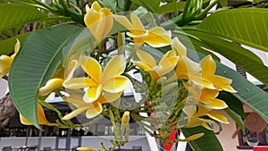 Yellow Frangipani Blossom