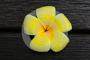 Yellow frangipani flower