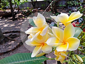 yellow frangipani flowers blooming in the garden