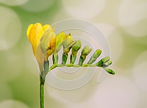 Yellow freesia flower, close up, green bokeh background, isolated