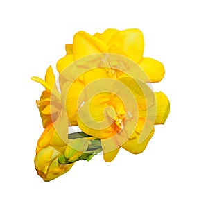 Yellow freesia flower isolated on white background, close up