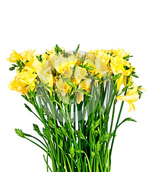 Yellow freesia flowers on white background