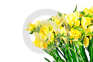 Yellow freesia flowers on white background