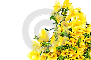 Yellow freesia flowers on white background