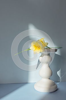 Yellow freesia in spring on white support