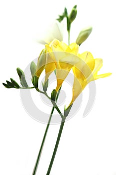 Yellow Freesia on White