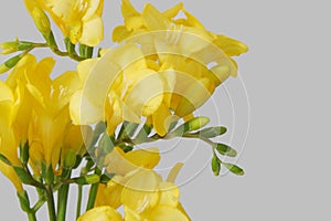 Yellow freesias