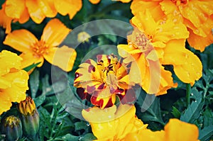 Yellow french marigold flower in Japan