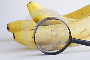 Yellow fresh bananas behind a magnifying glass on a white background. Checking the ripeness of the fruit. Quality examination and