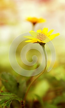 Yellow fresh daisy field, blooming spring flowers over warm suns