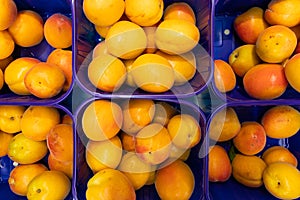 Yellow fresh delicious plum in blue plastic boxes at food market. May be used for agriculure background, aerial top view