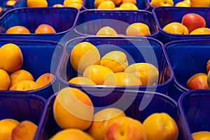 Yellow fresh delicious plum in blue plastic boxes at food market. May be used for agriculure background, front view.