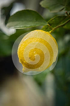 Yellow fresh lemon on a tree branch in the garden after the rain. Homemade fruits, craft production