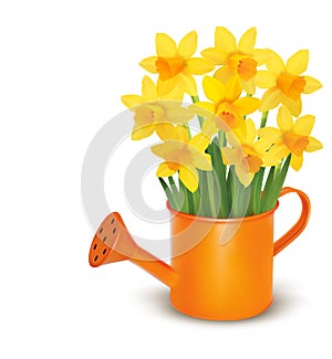 Yellow fresh spring flowers in green watering can.