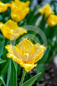 Yellow Frilly Tulips photo