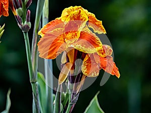Yellow fringed orange canna lillies in bloom