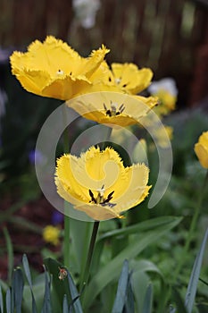 yellow fringed Tulips