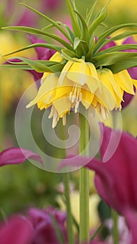Yellow fritillaria lutea