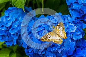 Yellow Fritillary butterfly on blue flowers