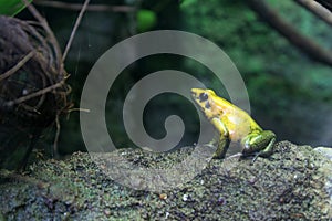 Yellow frog