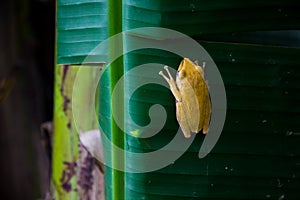 Yellow frog clinging