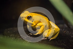 Yellow Frog