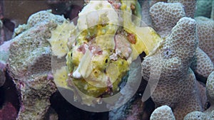 A yellow frog fish or angler fish is floating underwater