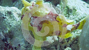 A yellow frog fish or angler fish is floating underwater