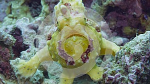 A yellow frog fish or angler fish is floating underwater.