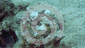 A yellow frog fish or angler fish is floating underwater