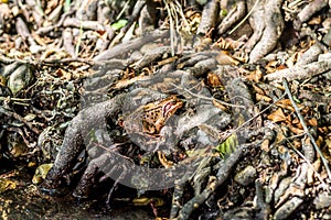 Yellow frog hiding and blending in with the ground