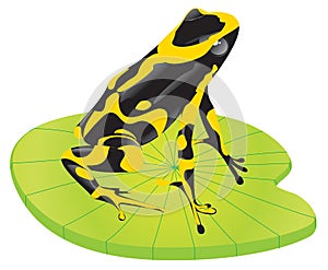 Yellow frog on a leaf