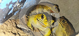 Yellow frog nature in wildlife photograpy photo