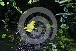Yellow frog in a small water pond photo