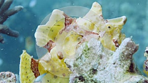 A yellow frogfish or anglerfish is floating underwater
