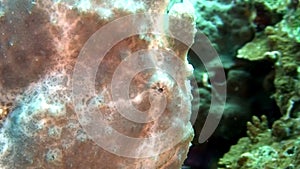 A yellow frogfish or anglerfish is floating underwater