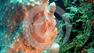 A yellow frogfish or anglerfish is floating underwater