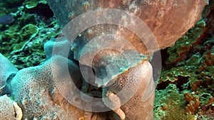 A yellow frogfish or anglerfish is floating underwater