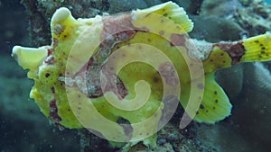 A yellow frogfish or anglerfish is floating underwater