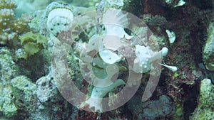 A yellow frogfish or anglerfish is floating underwater