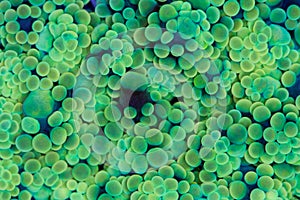 Yellow frogspawn coral with green tentacles.