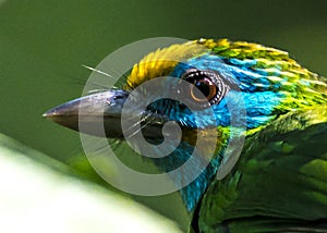 Yellow-fronted Barbet