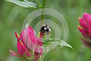 Yellow-fronted Bumblebee Pollinating Alpine Paintbrush