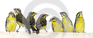 Yellow-fronted canaries (Crithagra mozambica) photo