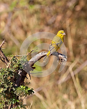The Yellow-fronted Canary